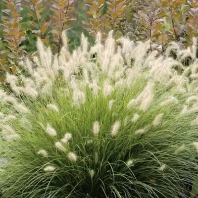 Пеннисетум ХАМЕЛН в Калинковичах