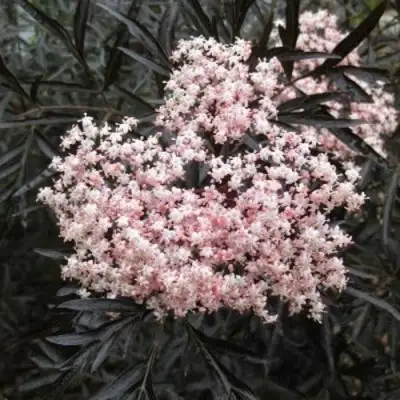 Бузина черная БЛЭК ЛЕЙС ЕВА в Калинковичах