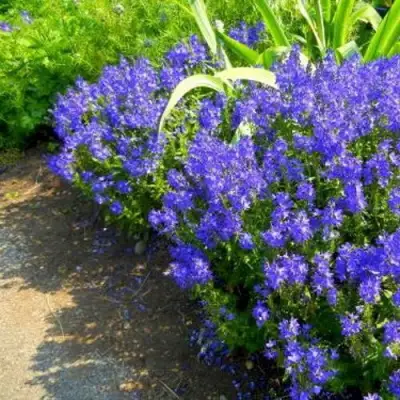 Вероника РОЯЛ БЛЮ большая в Калинковичах