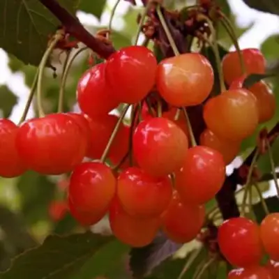 Черешня ДОНЧАНКА в Калинковичах