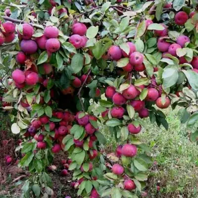 Яблоня ФЛОРИНА в Калинковичах