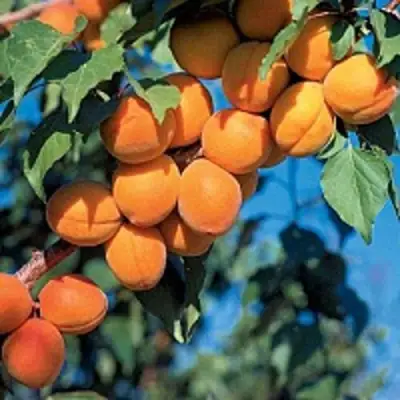 Абрикос ХАРКОТ в Калинковичах