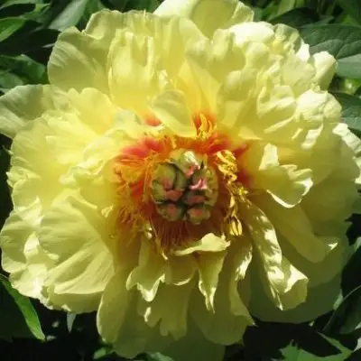 Пион ЗОЛОТАЯ КОРОНА древовидный в Калинковичах