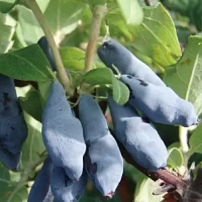 Жимолость съедобная НИМФА (ГАММА) в Калинковичах