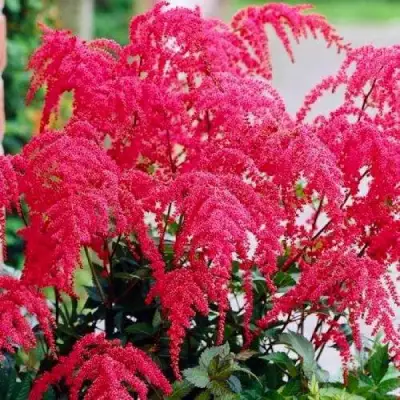 Астильба РЕД ЧАРМ Арендса в Калинковичах