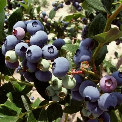 Голубика ЭЛИЗАБЕТ в Калинковичах