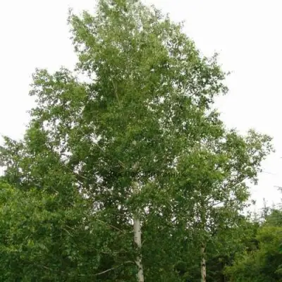 Береза бородавчатая в Калинковичах