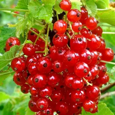 Смородина красная НЕНАГЛЯДНАЯ в Калинковичах