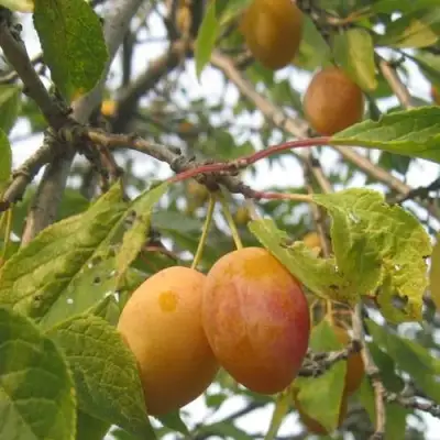 Слива НАТАША в Калинковичах