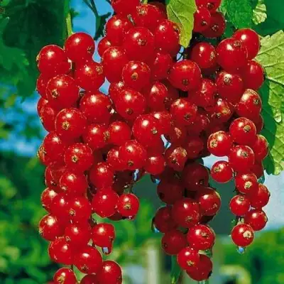 Смородина красная РОВАДА в Калинковичах