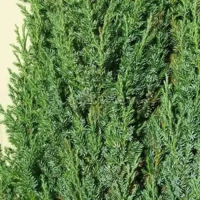 Можжевельник ХИБЕРНИКА обыкновенный  в Калинковичах