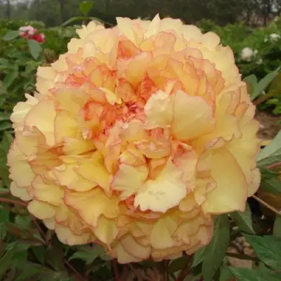 Пион ЗОЛОТАЯ РОССЫПЬ древовидный в Калинковичах