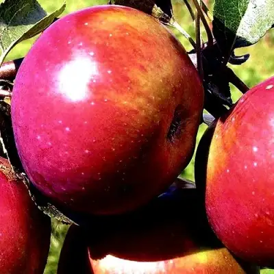 Яблоня ВЕСЯЛИНА в Калинковичах