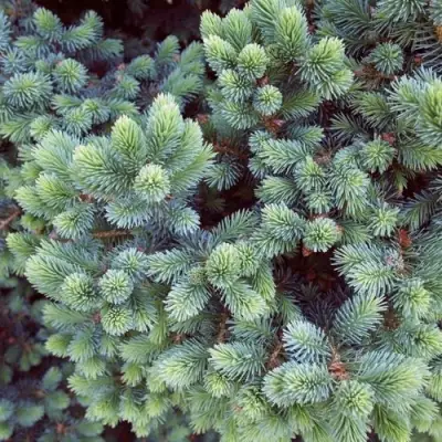 Ель ЭХИНИФОРМИС сизая в Калинковичах