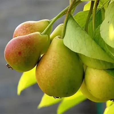 Груша СЕВЕРЯНКА в Калинковичах