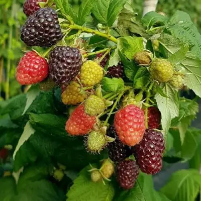 Малина БЛЭК ПОЛЬКА (ХЕБАН) в Калинковичах