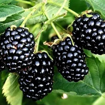 Ежевика ПРАЙМ АРК ТРЕВЕЛЕР ремонтантная  в Калинковичах