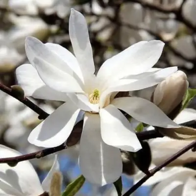 Магнолия ЛЕБНЕРА МЕРРИЛЛ в Калинковичах