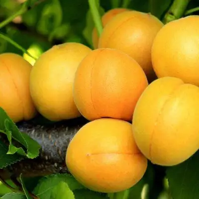 Абрикос ЦАРСКИЙ в Калинковичах