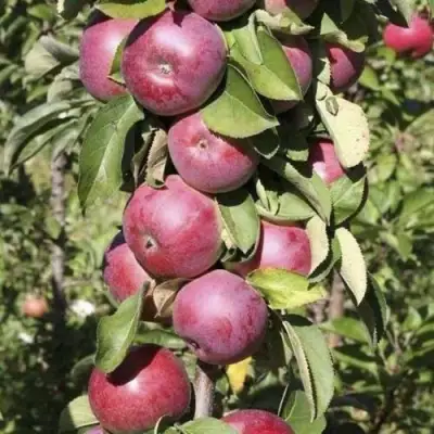 Яблоня ЕСЕНИЯ колонновидная в Калинковичах