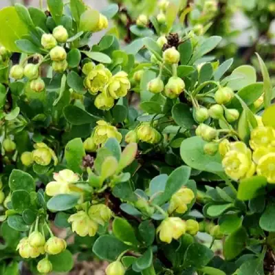 Барбарис КОБОЛЬД тунберга в Калинковичах