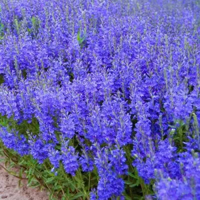 Вероника австрийская в Калинковичах