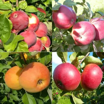 Комплект ЯБЛОНЕВЫЙ КВАРТЕТ в Калинковичах