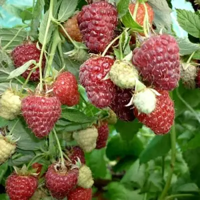 Малина ЖАР-ПТИЦА в Калинковичах