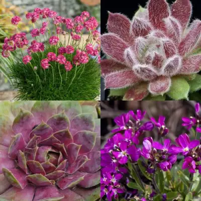 Комплект МИНИ САД в Калинковичах