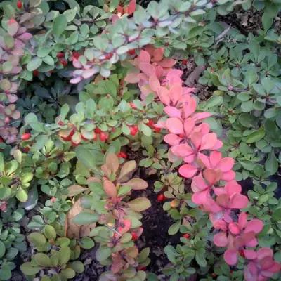 Барбарис ГРИН КАРПЕТ тунберга в Калинковичах