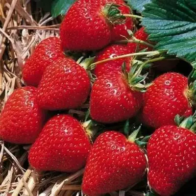 Клубника КИМБЕРЛИ в Калинковичах