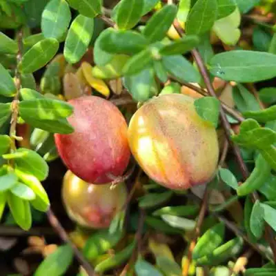 Клюква СТАНКОВИЧ в Калинковичах