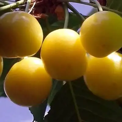 Черешня ЧЕРМАШНАЯ в Калинковичах