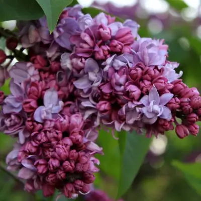 Сирень П.П.КОНЧАЛОВСКИЙ в Калинковичах