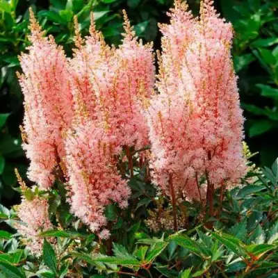 Астильба ЛУК ЭТ МИ японская в Калинковичах