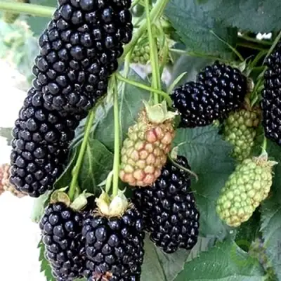 Ежевика ПРАЙМ АРК 45 ремонтантная   в Калинковичах