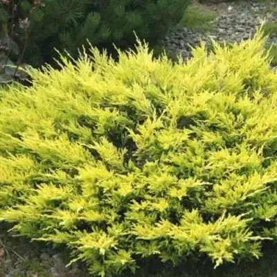 Можжевельник ЛАЙМ ГЛОУ горизонтальный  в Калинковичах