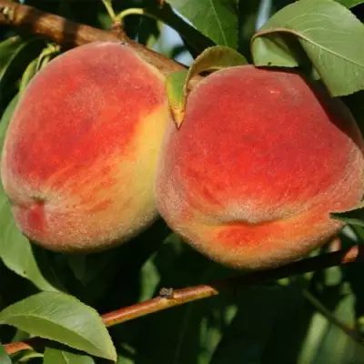 Персик МАРИЯ в Калинковичах