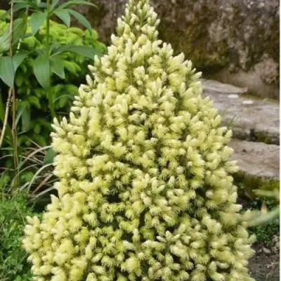 Ель МАЙГОЛД колючая в Калинковичах