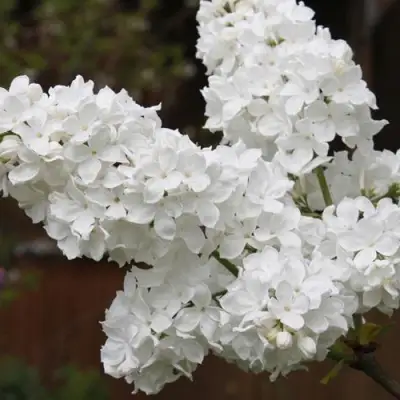 Сирень ФЛОРА в Калинковичах