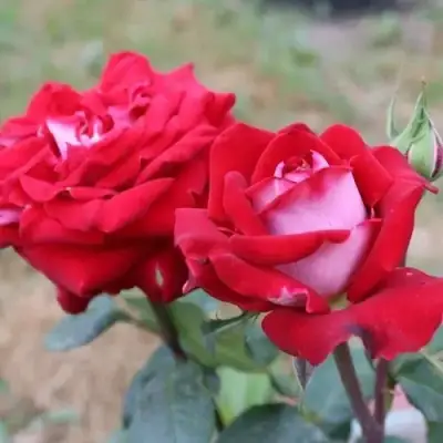 Роза АЛЬЯНС чайно-гибридная в Калинковичах