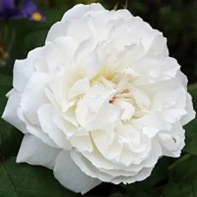 саженцы розы Винчестер Кафедрал