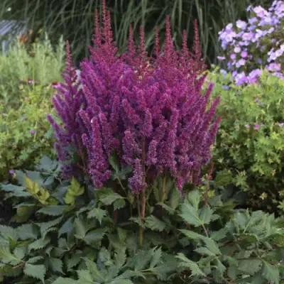 Астильба ВИЖНС китайская в Калинковичах