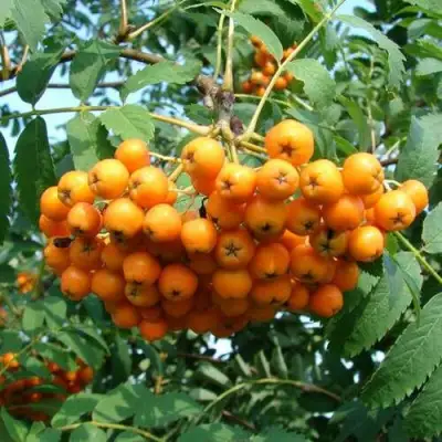 Рябина НЕВЕЖИНСКАЯ ЖЕЛТАЯ сладкоплодная в Калинковичах