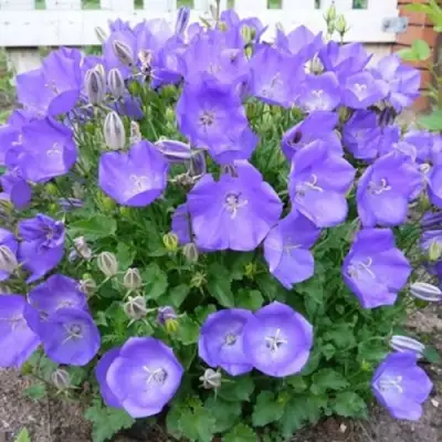 Колокольчик САНТА карпатский в Калинковичах