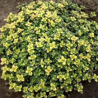 Тимьян ДОННА ВАЛЕЙ лимоннопахнущий в Калинковичах