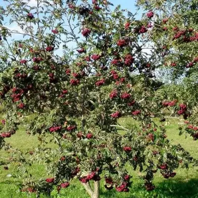 Рябина БУРКА сладкоплодная в Калинковичах