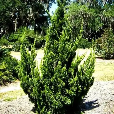 Можжевельник КАЙЗУКА китайский в Калинковичах