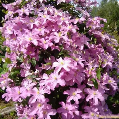 Клематис КОМТЕСС ДЕ БУШО в Калинковичах