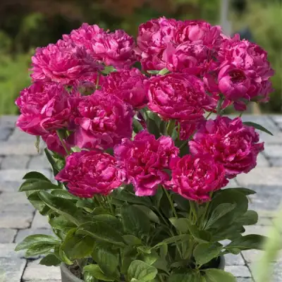 Пион ЛОНДОН травянистый в Калинковичах